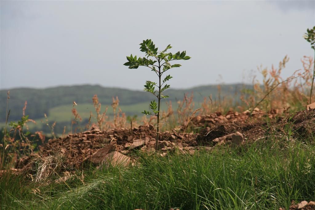 Developing the Woodland Carbon Code