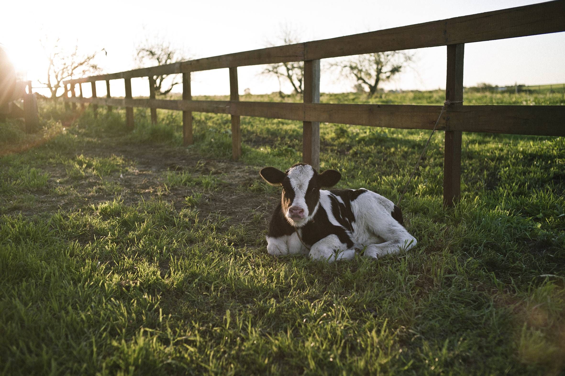 Forestry and cattle grazing