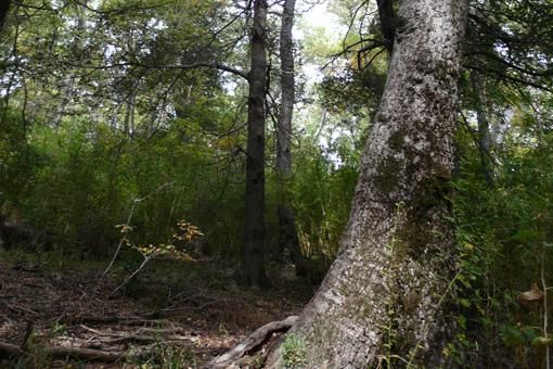 Conserving native vegetation