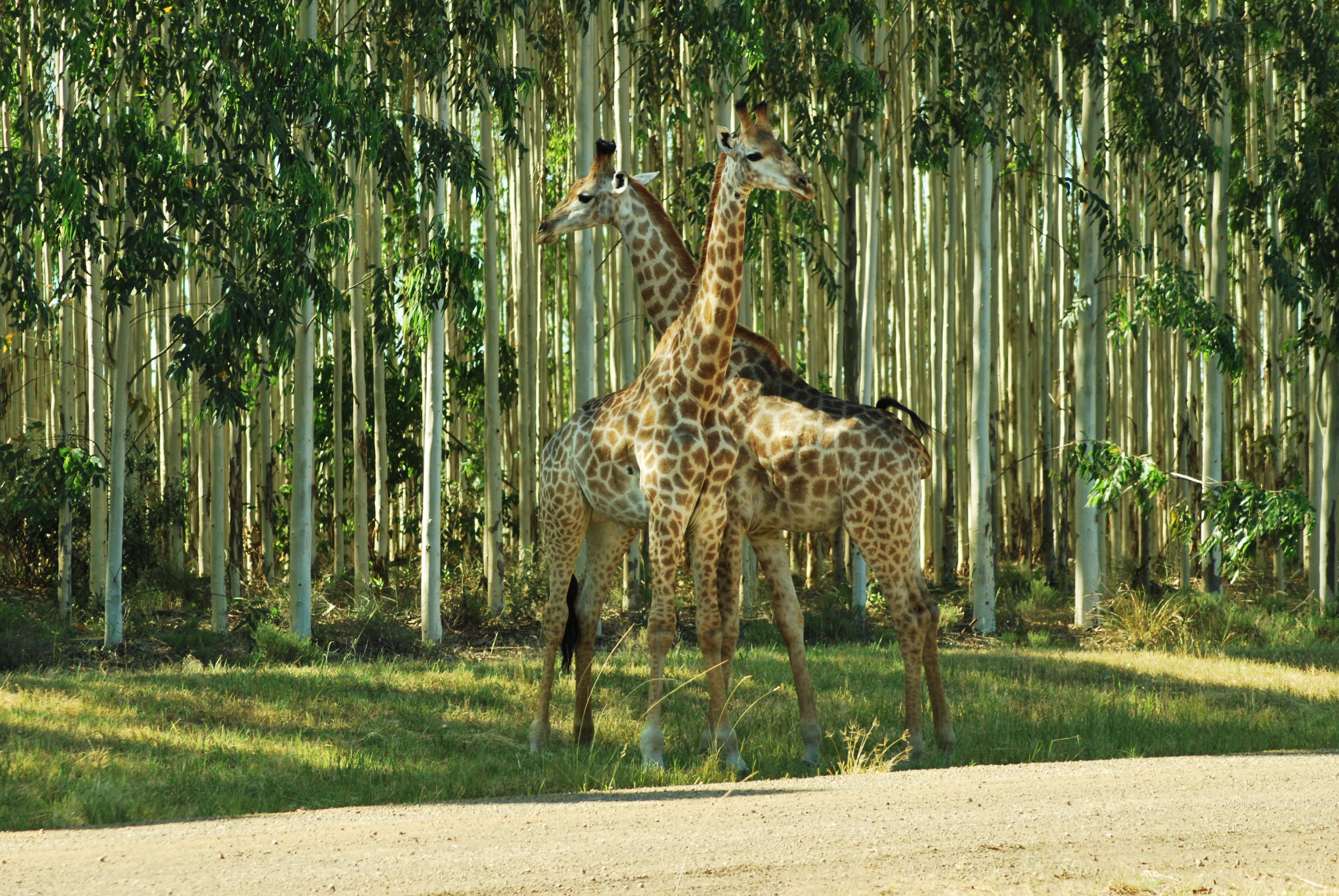 Plantations meet a World Heritage Site