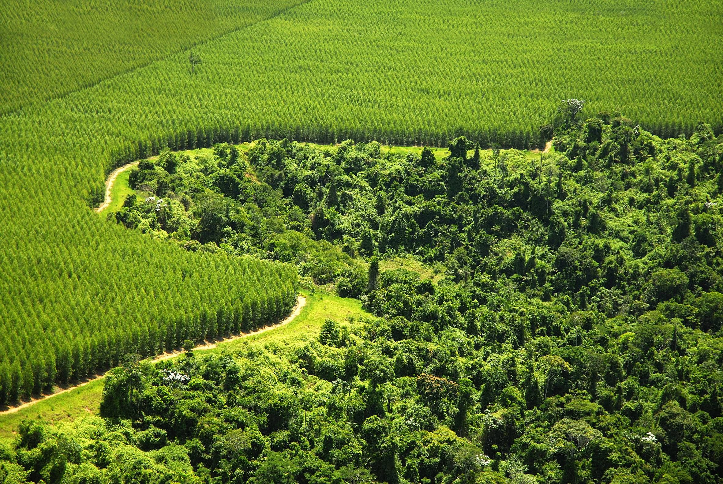 Conserving the Atlantic rainforest