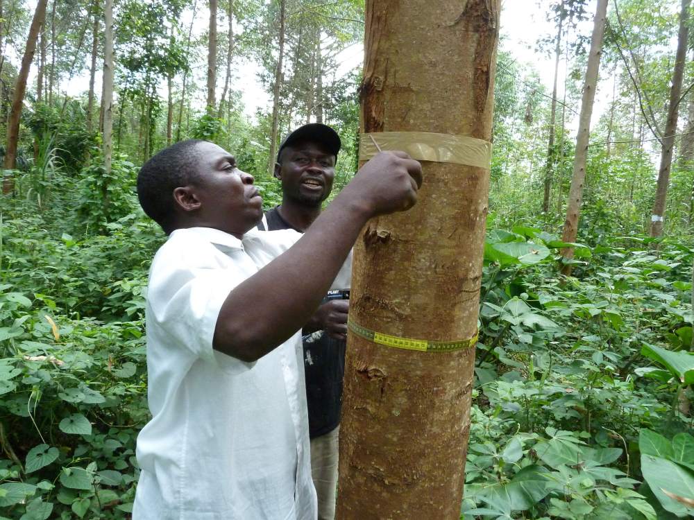 Sustainable charcoal to protect Virunga National Park