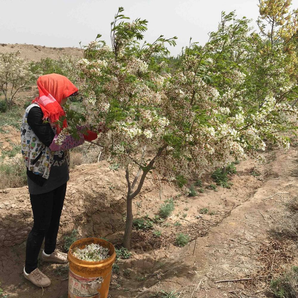 What role for Plantations in Climate Adaptation?