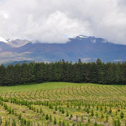 Tree Plantations in the Landscape Dialogue Australia
