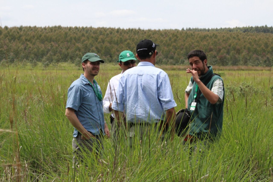 Plantations in grasslands