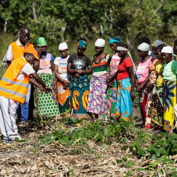 Mozambique Multi-stakeholder On Line meeting 
